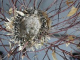Nests