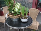 Potted Plants
